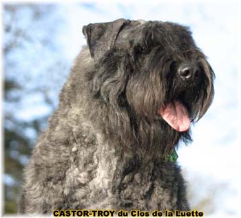bouvier des flandres image prot&eacute;g&eacute;e par un copyright du clos de la luette